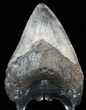 Serrated Megalodon Tooth - Georgia #39928-2
